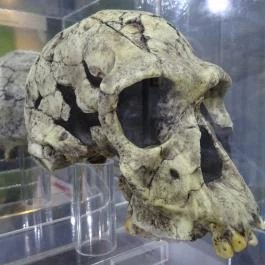 Herman Ottó Múzeum Miskolc - Egyéb