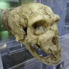 Herman Ottó Múzeum Miskolc - Egyéb