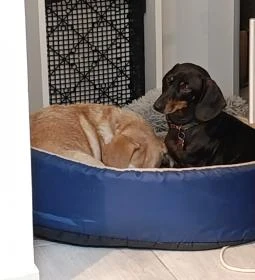 HIPPEACE by Főzelékes Feri