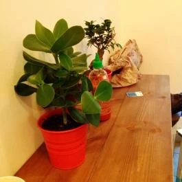 Hokedli, Budapest - Belső