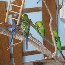 Holnemvolt Vár Budapest - Egyéb