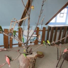 Holnemvolt Vár Budapest - Egyéb