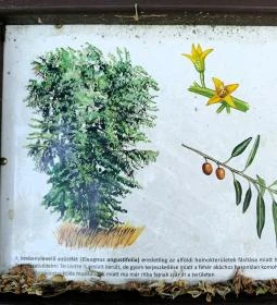 Homoktövis tanösvény