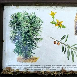 Homoktövis tanösvény Budapest - Egyéb