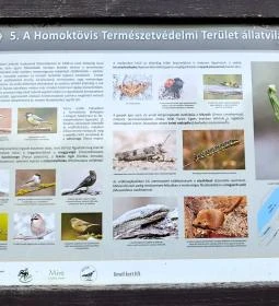 Homoktövis tanösvény