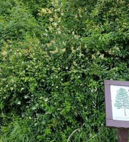 Homoktövis tanösvény