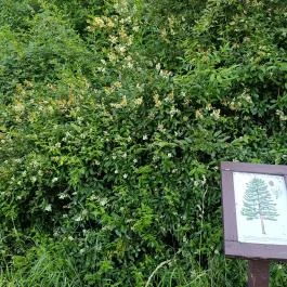 Homoktövis tanösvény Budapest - Egyéb