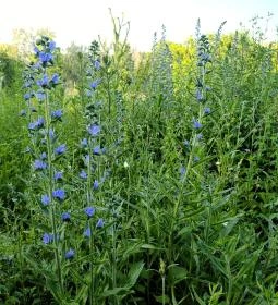 Homoktövis tanösvény