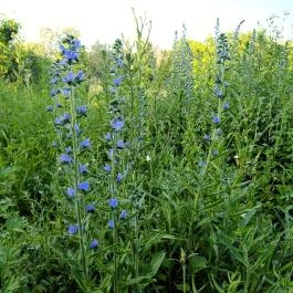 Homoktövis tanösvény Budapest - Egyéb