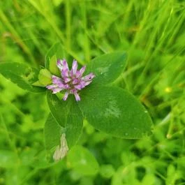 Homoktövis tanösvény Budapest - Egyéb