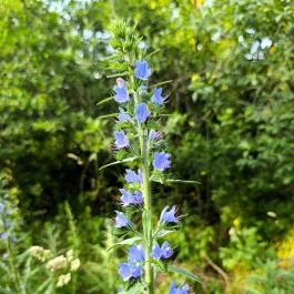 Homoktövis tanösvény Budapest - Egyéb