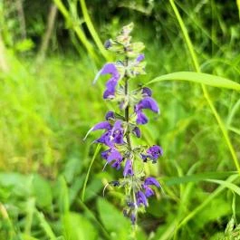 Homoktövis tanösvény Budapest - Egyéb