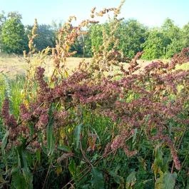 Homoktövis tanösvény Budapest - Egyéb
