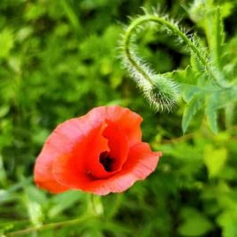 Homoktövis tanösvény Budapest - Egyéb