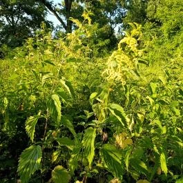 Homoktövis tanösvény Budapest - Egyéb