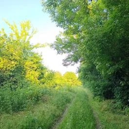 Homoktövis tanösvény Budapest - Egyéb