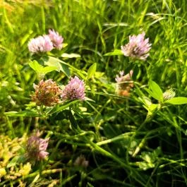 Homoktövis tanösvény Budapest - Egyéb