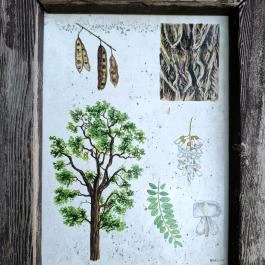 Homoktövis tanösvény Budapest - Egyéb