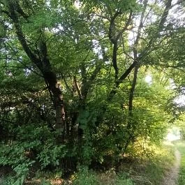 Homoktövis tanösvény Budapest - Egyéb