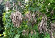 Homoktövis tanösvény Budapest