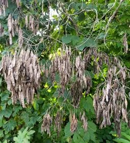 Homoktövis tanösvény