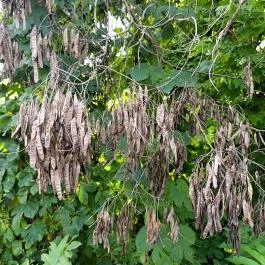 Homoktövis tanösvény Budapest - Egyéb