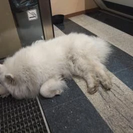 Hópihe Cookies & More Budapest - Egyéb