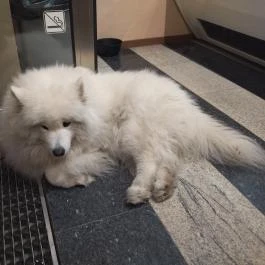 Hópihe Cookies & More Budapest - Egyéb