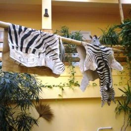 Hotel Dzsungel Nyíregyháza - Belső