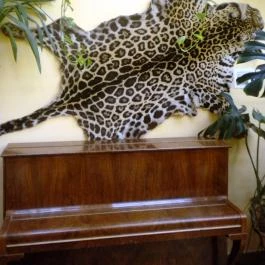 Hotel Dzsungel Nyíregyháza - Belső