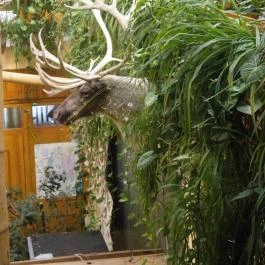 Hotel Dzsungel Nyíregyháza - Belső