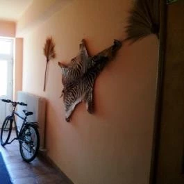 Hotel Dzsungel Nyíregyháza - Belső