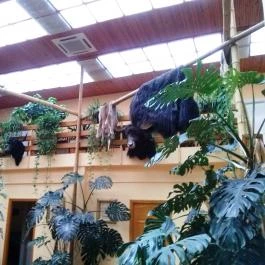 Hotel Dzsungel Nyíregyháza - Belső