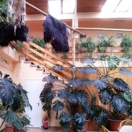 Hotel Dzsungel Nyíregyháza - Belső