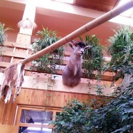 Hotel Dzsungel Nyíregyháza - Belső