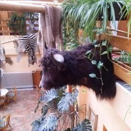 Hotel Dzsungel Nyíregyháza - Belső