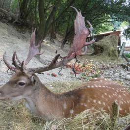 Hotel Hunor Sátoraljaújhely - Egyéb