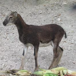 Hotel Hunor Sátoraljaújhely - Egyéb