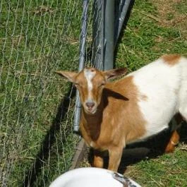 Hubertus-Hof Szálloda Balatonfenyves - Egyéb