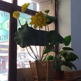 Hue Xua Bistro - Pho Vietnami Büfé Budapest - Egyéb