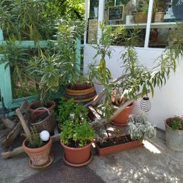 Izé Café Budapest - Egyéb