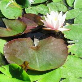 Zuglói Japánkert Budapest - Egyéb