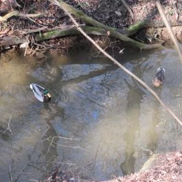 Jegenye-völgyi vízesés Solymár - Egyéb