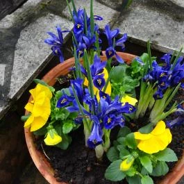 Jenei Kávéház & Cukrászda Vértesszőlős - Külső kép