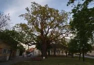 Juhász Gyula emlékfa Makó