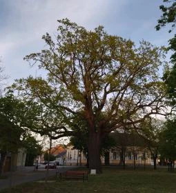 Juhász Gyula emlékfa