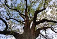 Juhász Gyula emlékfa Makó