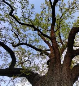 Juhász Gyula emlékfa