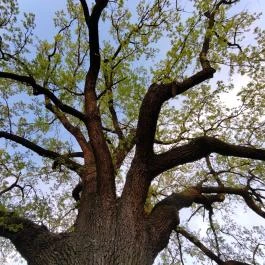 Juhász Gyula emlékfa, Makó - Egyéb