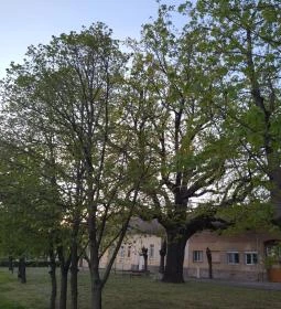 Juhász Gyula emlékfa